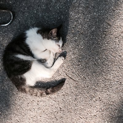 Profile Picture of ラーメン君 (@ShawnMeng1) on Twitter