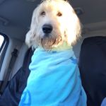 Profile Picture of Ken Walton (@abbeybuild) on Instagram