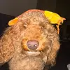 Profile Picture of Adam Pentz (@adampentz) on Tiktok