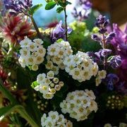 Profile Picture of Janet Walrath (@janhaven) on Pinterest