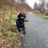 Profile Picture of Clyde the Cocker (@@cockerspanielclyde) on Tiktok