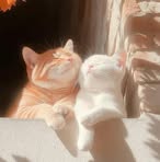 Profile Picture of Stella Ha (@Stella-Ha) on Facebook