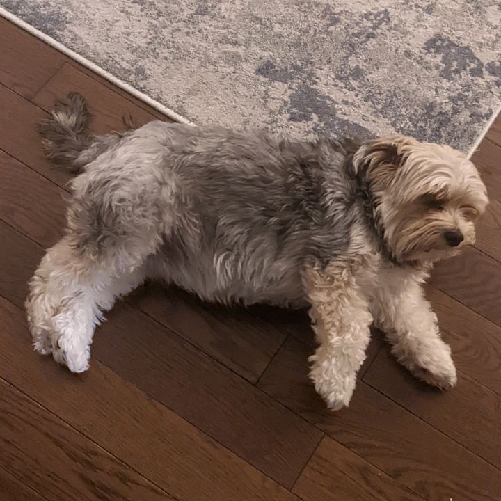 Profile Picture of Daniel (@daniel_pascale) on Tiktok