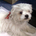 Profile Picture of Corina&bogi (@corina&bogi) on Flickr
