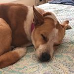 Profile Picture of Alex DiGiacomo (@sapphire_sunrise) on Instagram