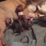 Profile Picture of Taylor Haffner (@animalsuperstar) on Instagram