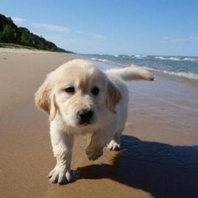 Profile Picture of Ben Steadman (@zzrbenny) on Twitter