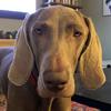 Profile Picture of Peter Dorsey (@@peterdorsey) on Tiktok