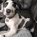 Profile Picture of Domino The Big Great Dane Neddo (@amberneddo1986) on Pinterest
