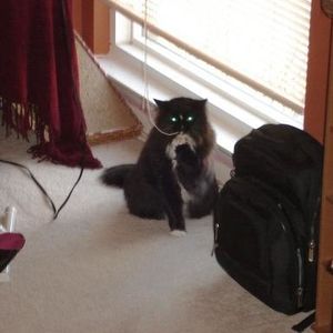 Profile Picture of Echo Halstead (@echogungy) on Myspace