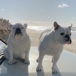 Profile Picture of Holly & Harper (@bulldogholly) on Instagram