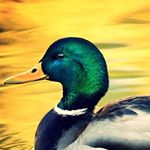 Profile Picture of Andrew Castine (@andrewc5170) on Instagram