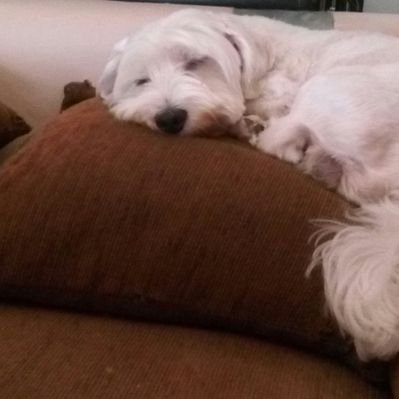 Profile Picture of Xin Luz Ni Pan (@xinluces) on Twitter