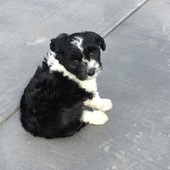 Profile Picture of Marlee Buffham (@marleepineapple) on Poshmark