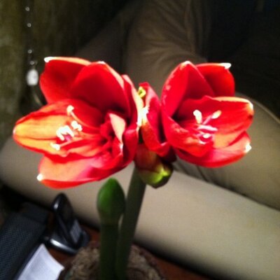 Profile Picture of Ivy Kramer (@Enalyvi) on Twitter