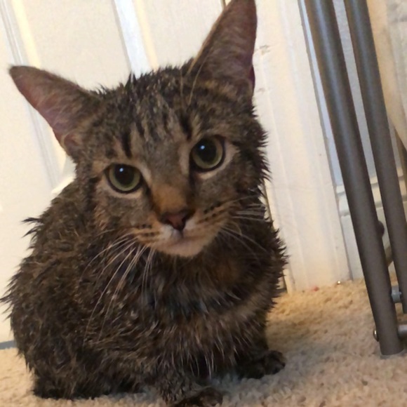 Profile Picture of Tiffany Newbery (@tiff_33407) on Poshmark