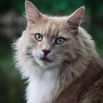 Profile Picture of 𝙹𝚊𝚌𝚔𝚜𝚘𝚗 & 𝙻𝚎𝚠𝚒𝚜 (@jacksonthekittycat) on Instagram