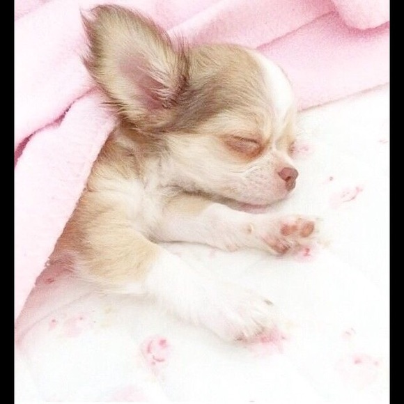 Profile Picture of Brandy Kemp (@b_a_b_e) on Poshmark