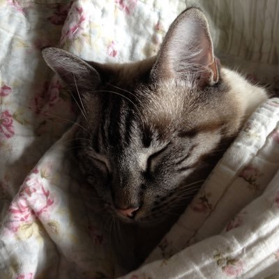 Profile Picture of Savannah settle (@Savannahscat) on Twitter