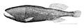 Profile Picture of Ditropichthyson Wikipedia