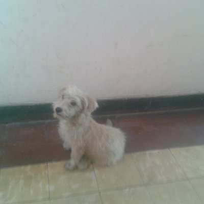 Profile Picture of Armando Chiang (@armando_chiang) on Twitter