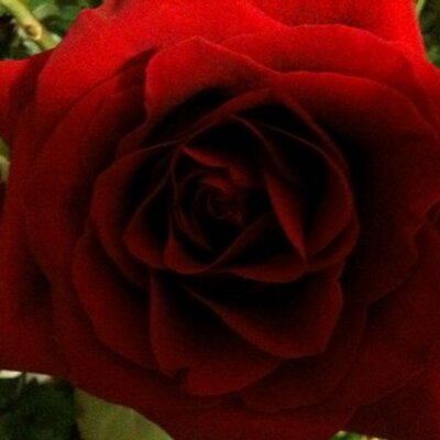 Profile Picture of Sherri McGregor (@SherriMcGregor) on Twitter