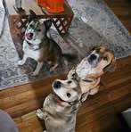 Profile Picture of Cassandra Harrison (@mediccass88) on Facebook