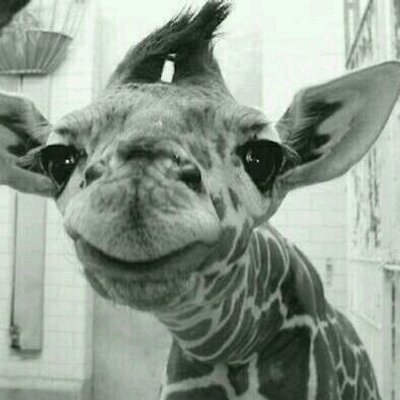 Profile Picture of Sharee Mullins Hogan (@hogan2of5) on Twitter