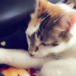Profile Picture of Katie Setter (@o0kit_kat0o) on Instagram
