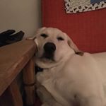 Profile Picture of Brent Sumner (@bjls406) on Instagram