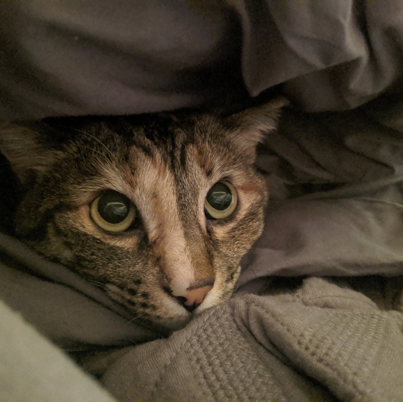 Profile Picture of Alixe Stockton (@allysaur25) on Poshmark