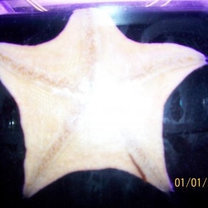 Profile Picture of Savanna Lee Irvine (@390848185) on Myspace