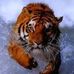Profile Picture of Patrick Dardenne (@patrick.dardenne.581) on Facebook