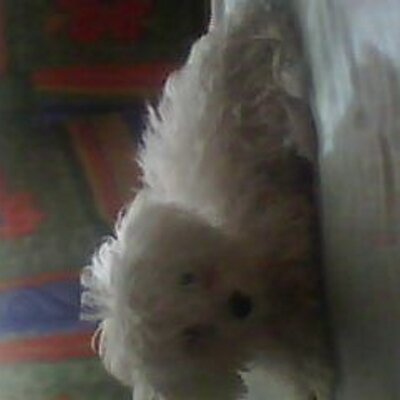 Profile Picture of Cesar David Abundis (@AbundisCesar) on Twitter