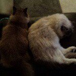 Profile Picture of Dawn Rolison Cazzell (@kwazycatlady2014) on Instagram