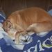 Profile Picture of Lori Zakrzewski (@lorizak37) on Pinterest