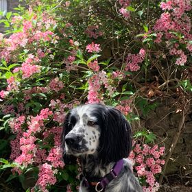 Profile Picture of Aimee Howarth (@howarth_aimee) on Pinterest