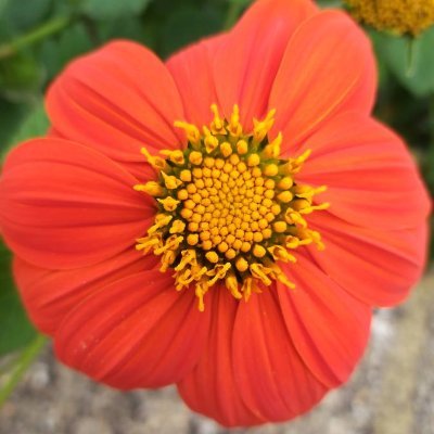 Profile Picture of Joe Pecorelli (@joe_pecorelli) on Twitter