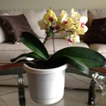 Profile Picture of Dorothy Meck Glace Crum (@meckglacecrum) on Instagram