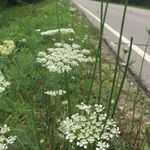 Lisa Billet - Instagram Profile Picture of Lisa Billet (@lisa_billet255) on Instagram