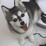 Profile Picture of Bailey the Alaskan Klee Kai (@baileytheakk) on Instagram