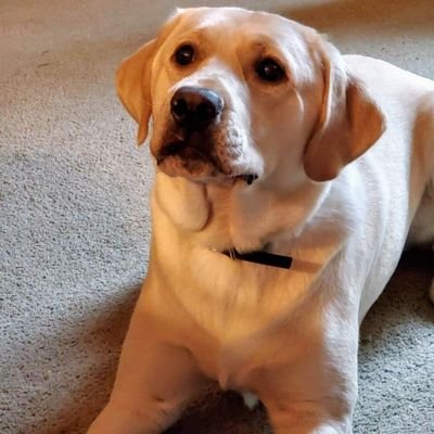 Profile Picture of Jacob Vowels (@JacobVowels1) on Twitter