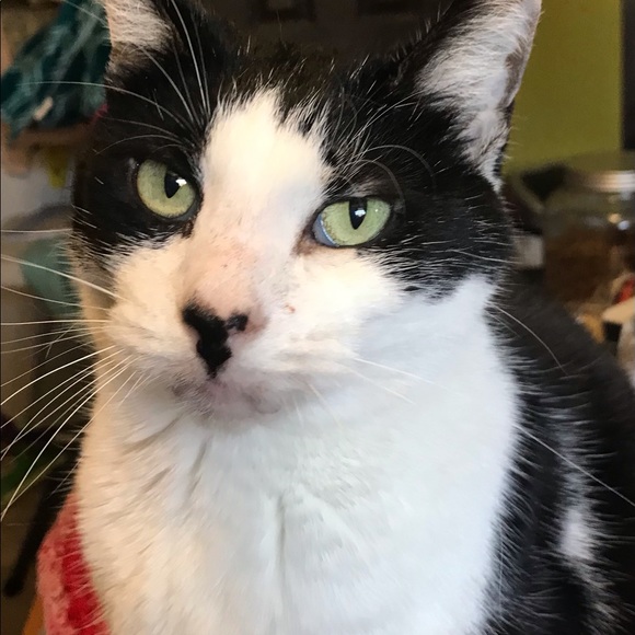 Profile Picture of Dirk Rossback (@bird1011) on Poshmark