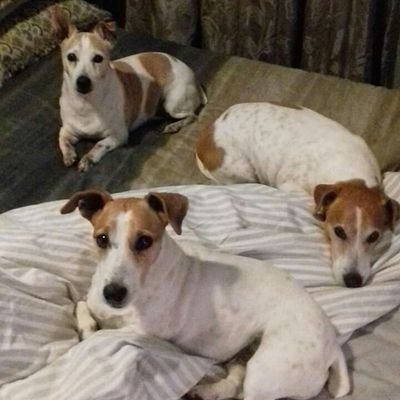 Profile Picture of Ruby Duke (@RubyDuk08259356) on Twitter