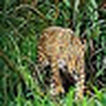 Profile Picture of Alex López (@lópez saénz) on Flickr