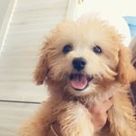 Profile Picture of Timmy Trinh (@timmythetoydoodle) on Instagram
