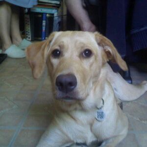 Profile Picture of MistyCorn (@mistycorn) on Tiktok