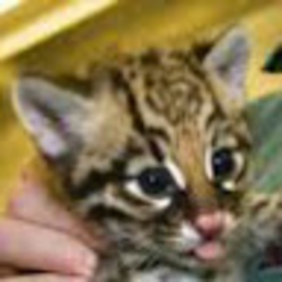 Profile Picture of Sam Neibel (@rockgunkid25) on Poshmark