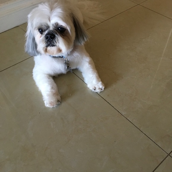 Profile Picture of Magida Chammaha (@majood59) on Poshmark