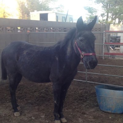 Profile Picture of Joseph Bonifatto (@JBonifatto) on Twitter